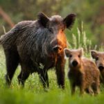 wild-boars-1 | TechSplicit Farm Drones Going Hog Wild