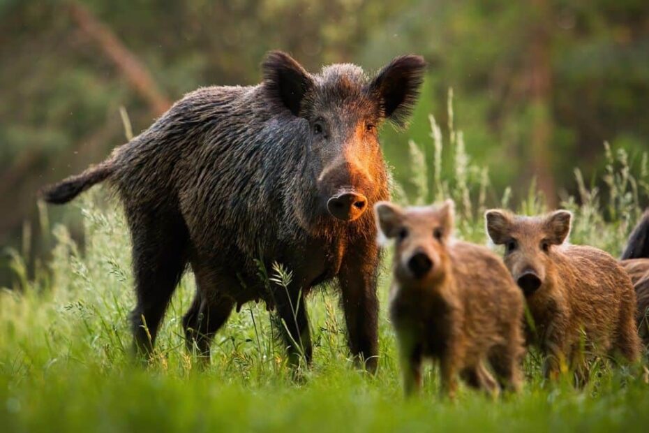 Farm Drones Going Hog Wild