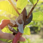 prune | TechSplicit pruning AI startups