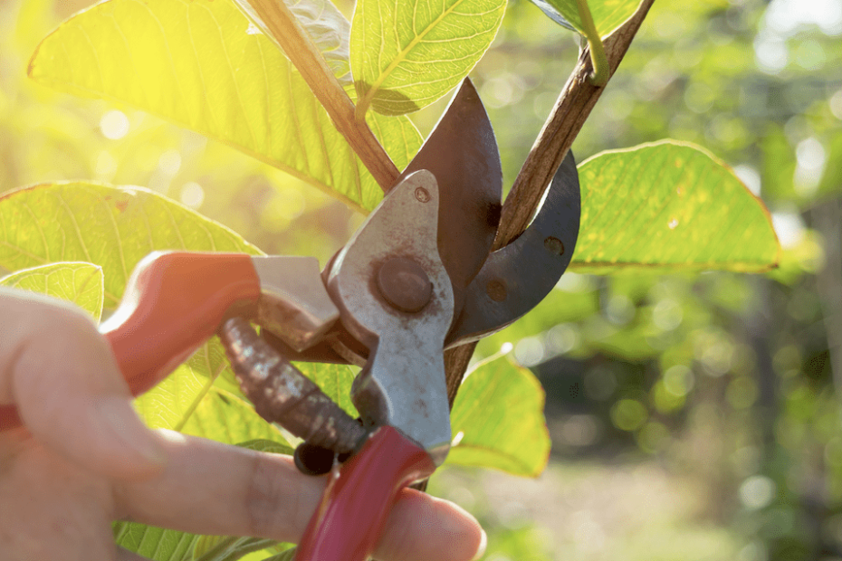 pruning AI startups