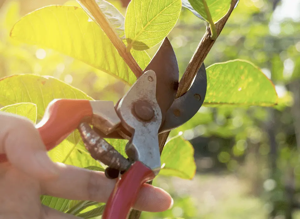 pruning AI startups