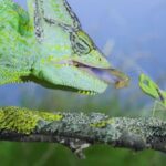 Praying-mantis-1024x576-3 | TechSplicit Praying Mantis