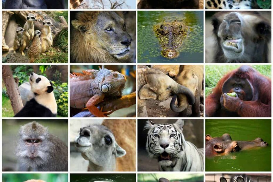 Who’s in the zoo: a brief taxonomy of AI systems