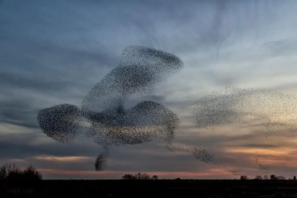 starling murmuration | TechSplicit A (Very) Brief History of Consciousness