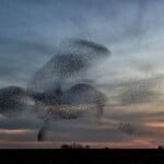 starling murmuration | TechSplicit A (Very) Brief History of Consciousness