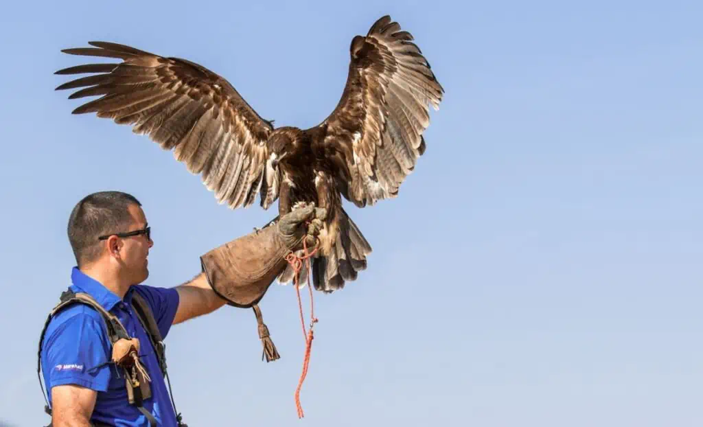 Vegas Falcons Patrol the Sphere