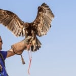 Falconer | TechSplicit Vegas Falcons Patrol the Sphere