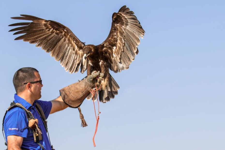 Vegas Falcons Patrol the Sphere