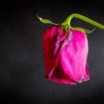 dead rose | TechSplicit Generative AI: the bloom is off the rose