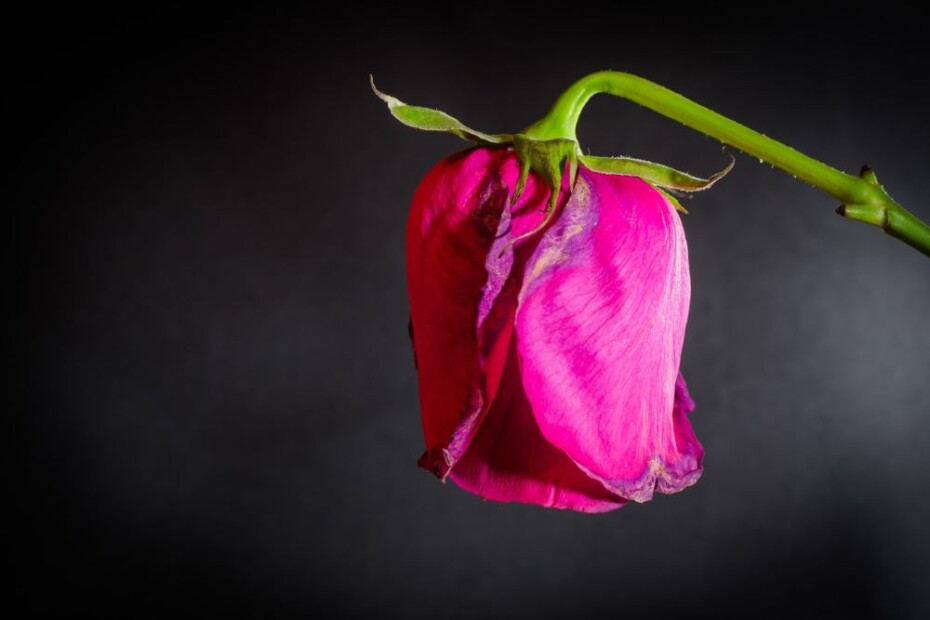 Generative AI: the bloom is off the rose