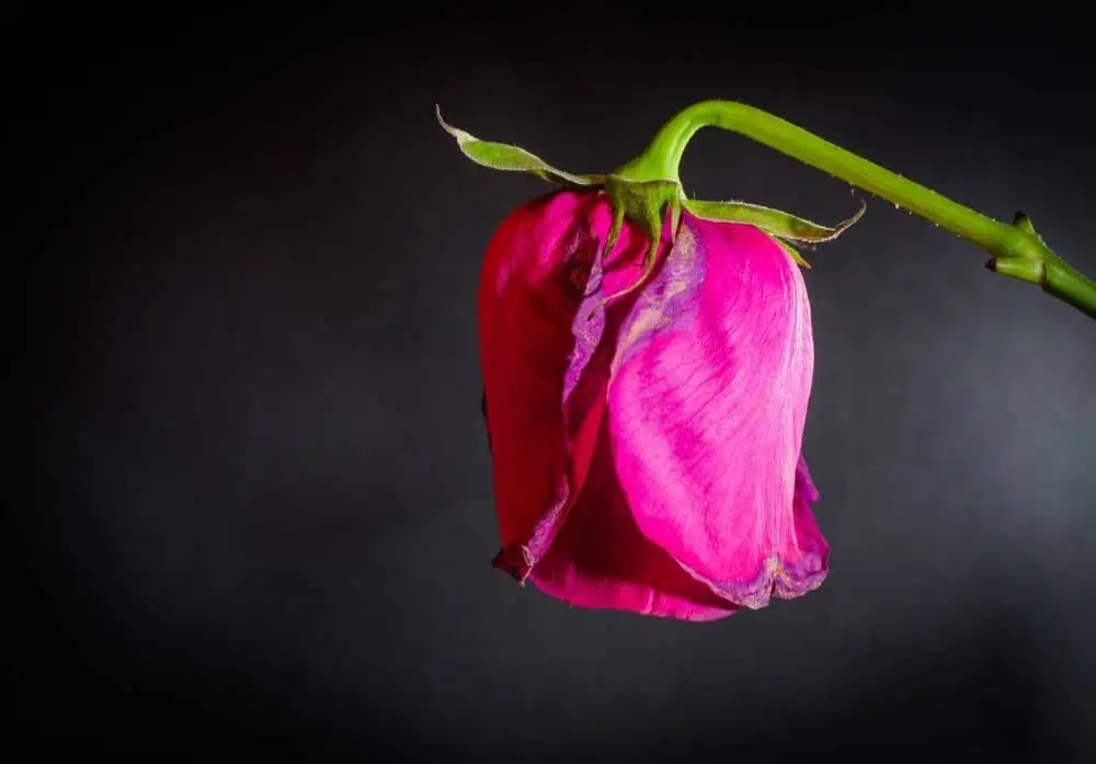 Generative AI: the bloom is off the rose